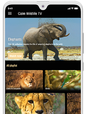 Explore the natural world and set on a virtual wild journey around the globe.